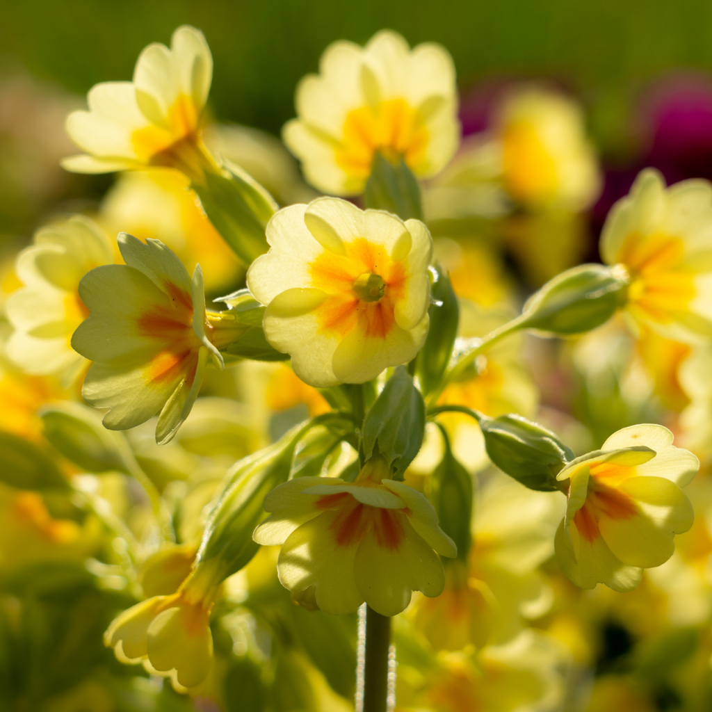 Evening Primrose Oil 50 pearls of 1405mg