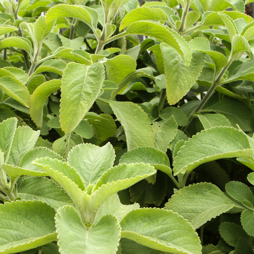 Boldo 100 500mg tablets