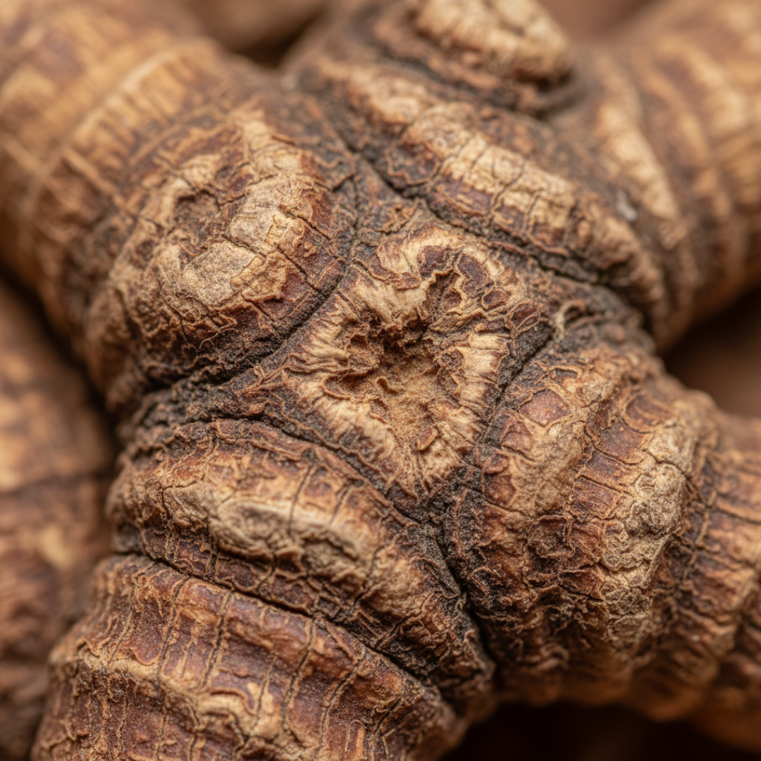 harpagofito 100 comprimidos de 500mg